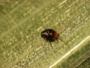 uploads/images/pest/wheat brown wheat mite.jpg
